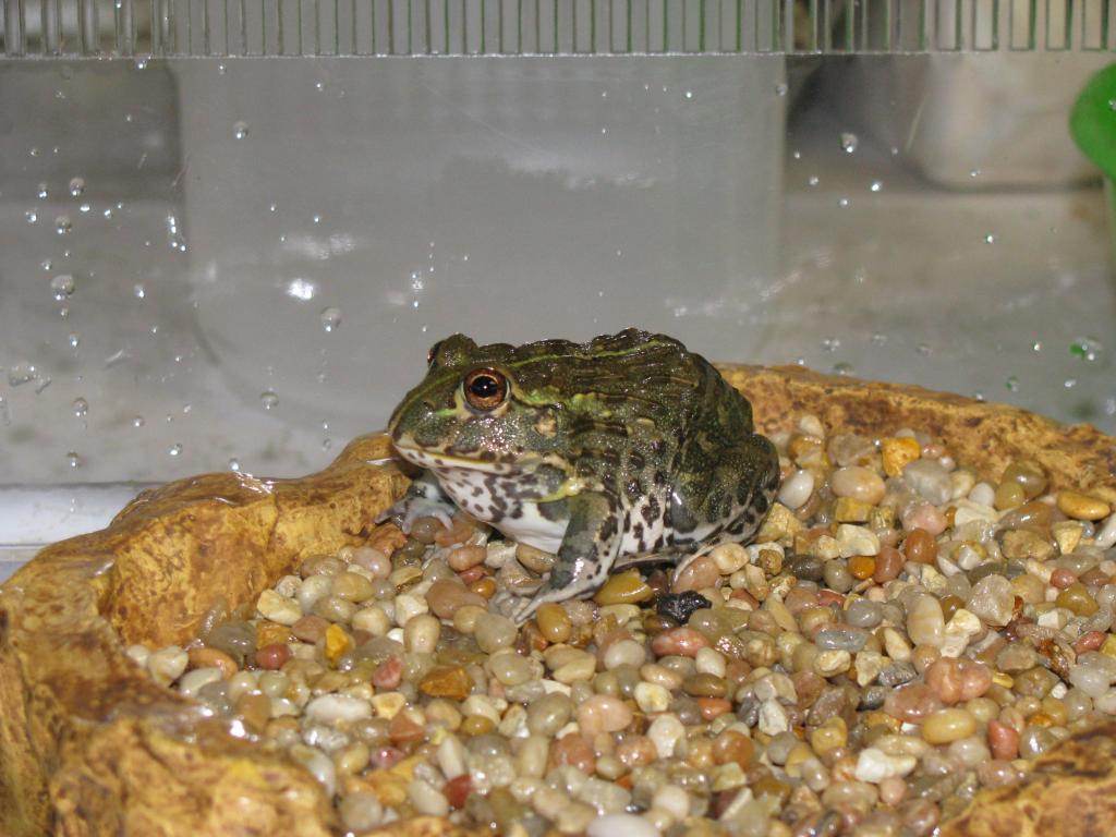 HypnoToad