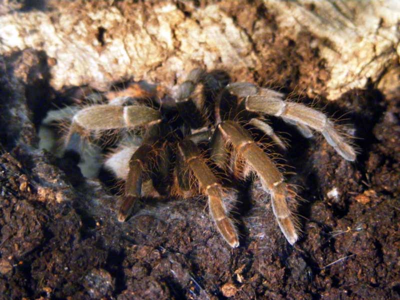 Hysterocrates gigas juvenile female