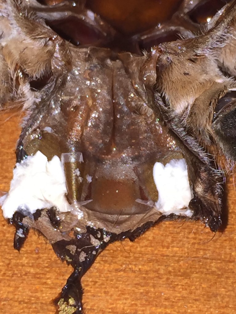 Hysterocrates gigas: male?