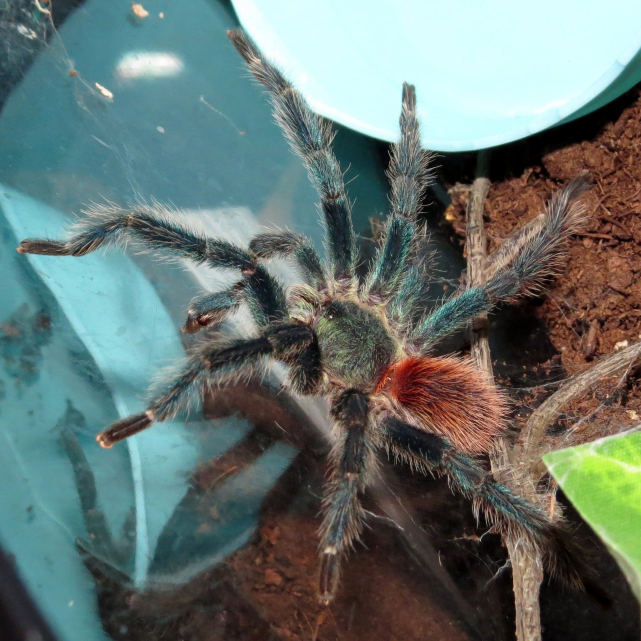 I Get Around (Dolichothele diamantinensis ♂)