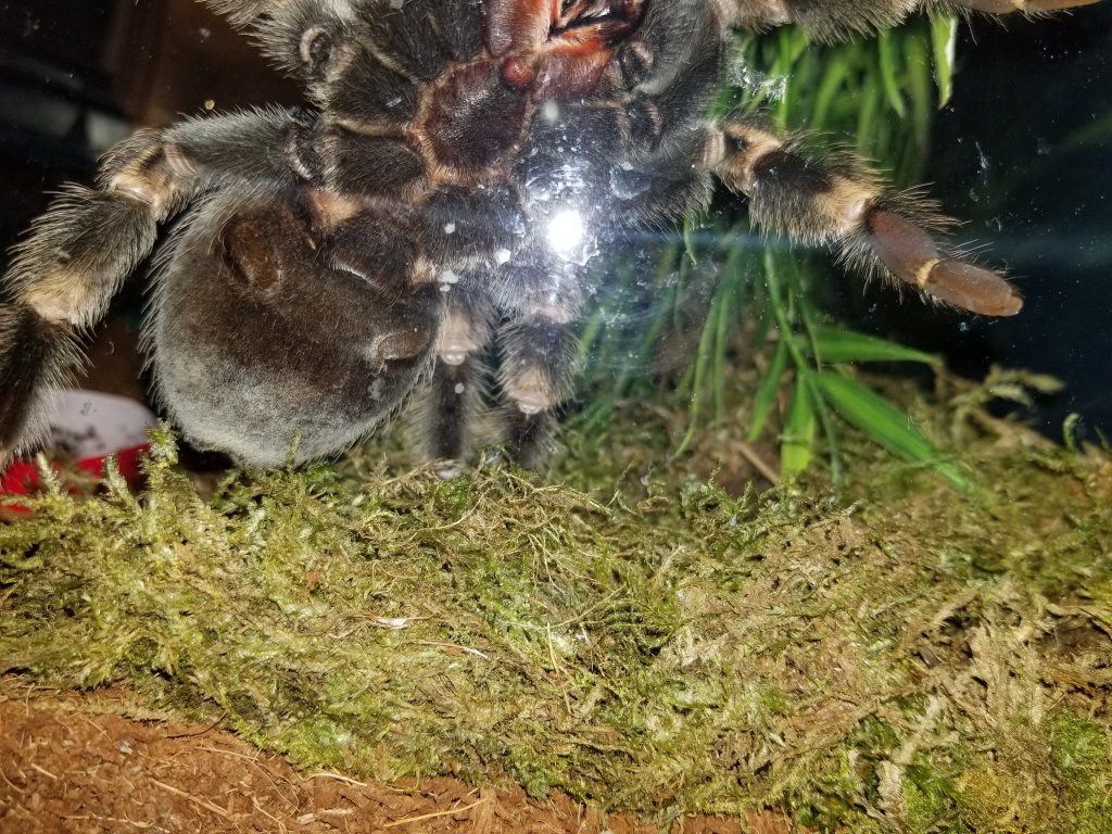 I had it for 6 years and dont know if its a male or female B. Smithi
