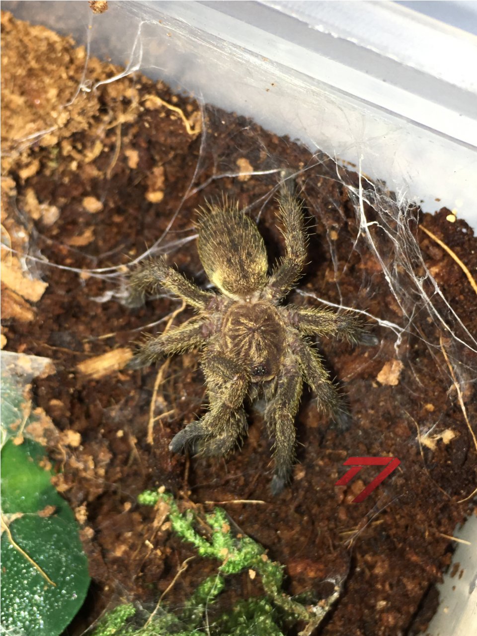 I. mira male feeding