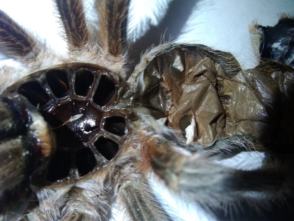 I thought she was a boy! I'm super thrilled! - Grammostola Conception