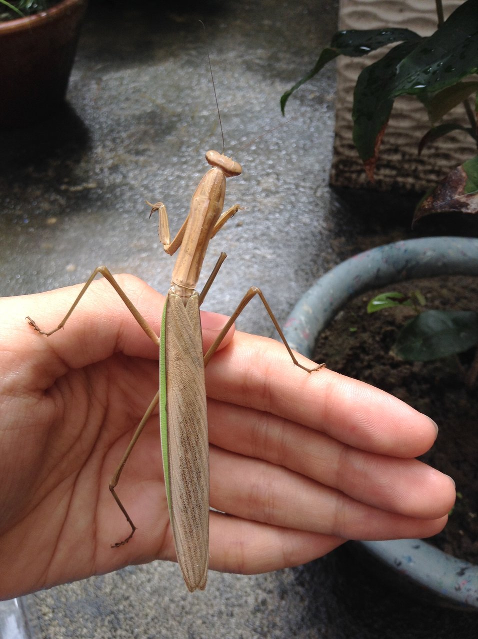 ID?  Largest mantis I've seen in person!