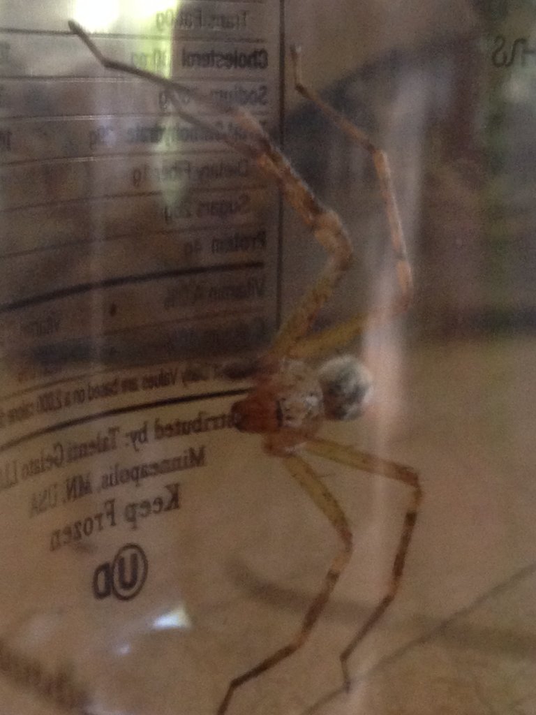 ID this spider?