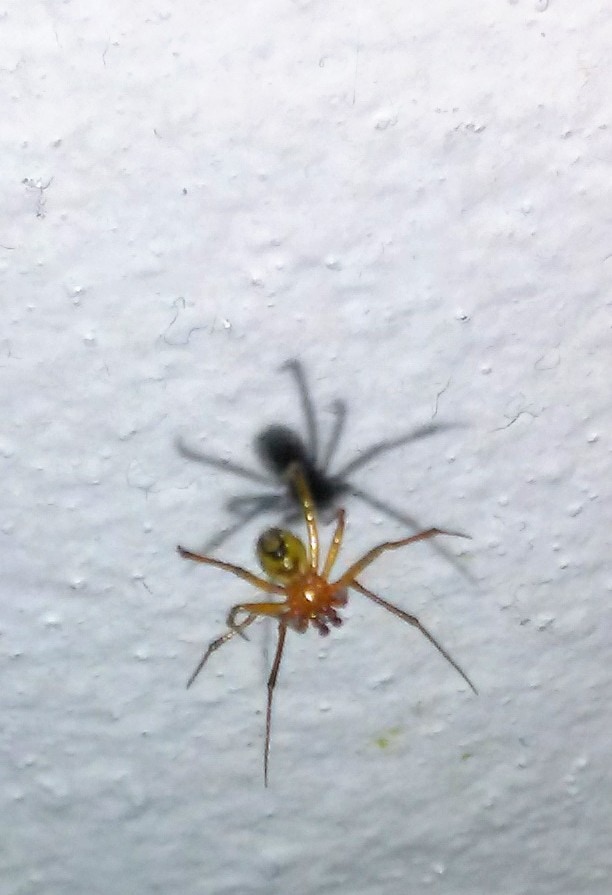 Identify this spider