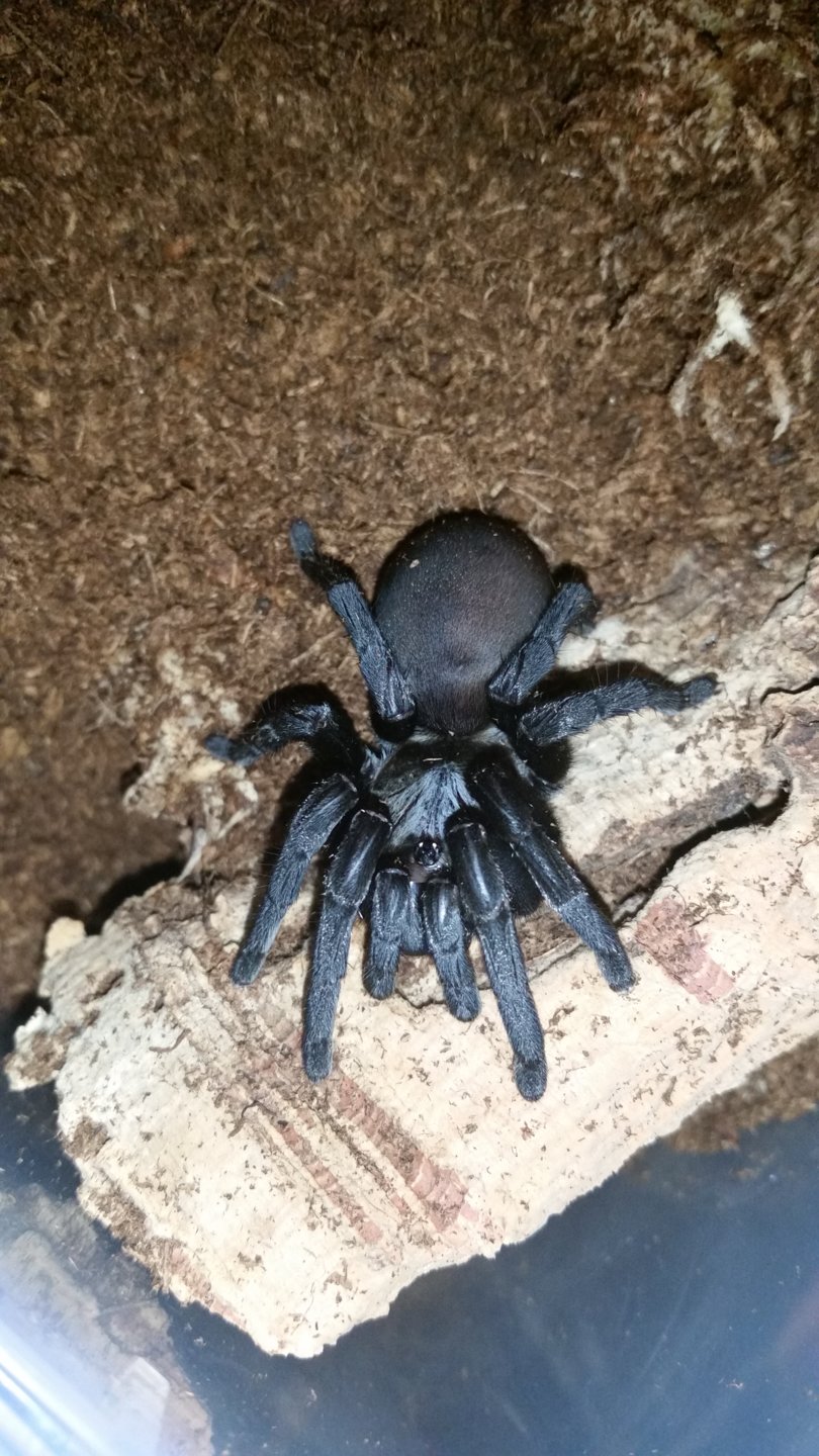 Idiommata Sp. Silverback