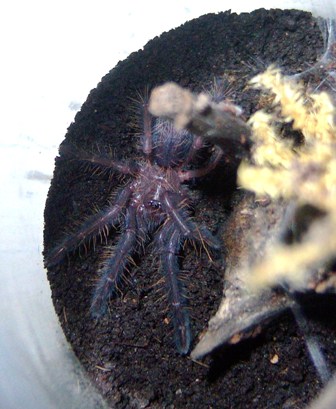 Ihsan" Cyriopagopus sp" S blue sling