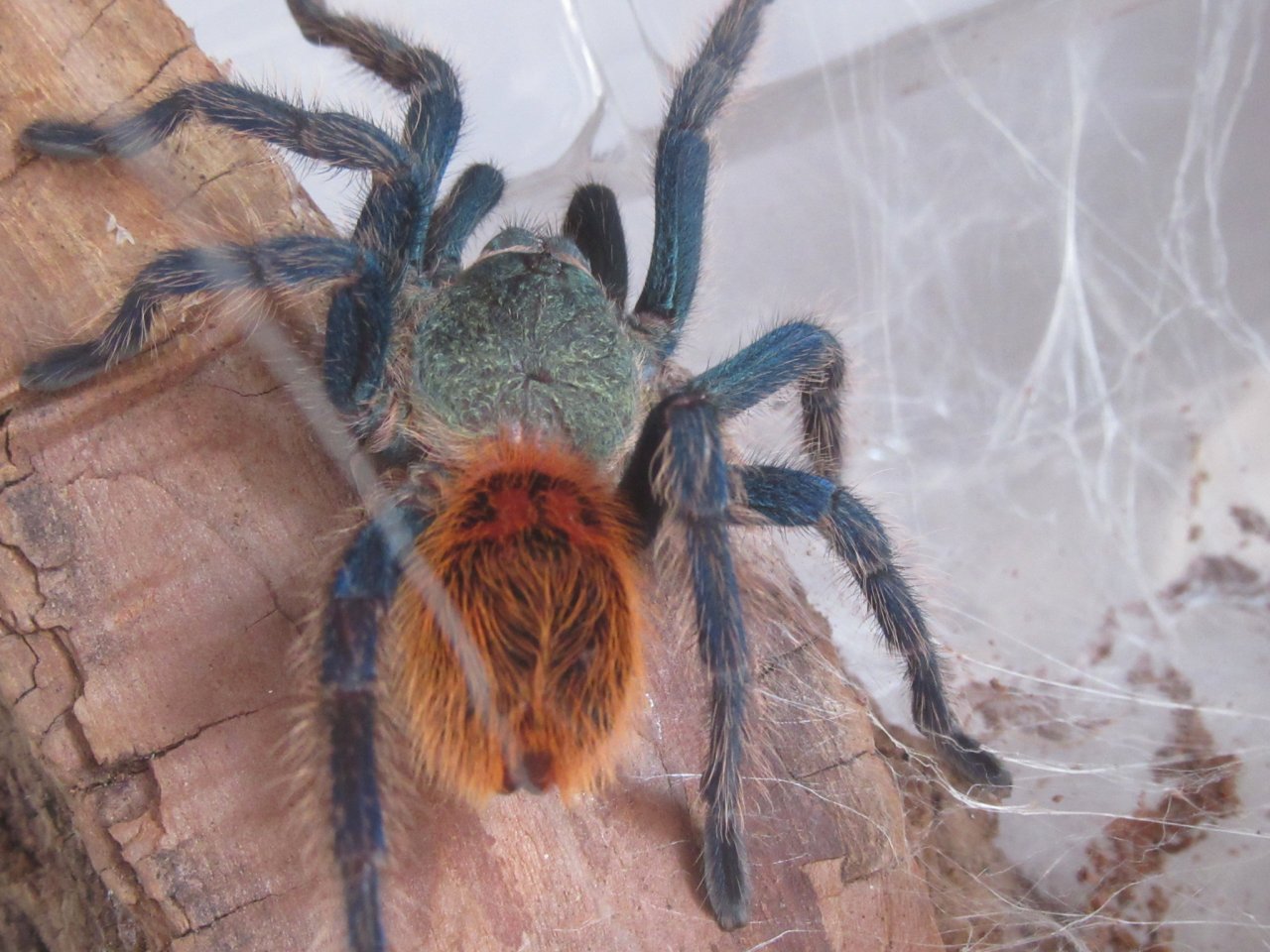 IM Chromatopelma cyaneopubescens