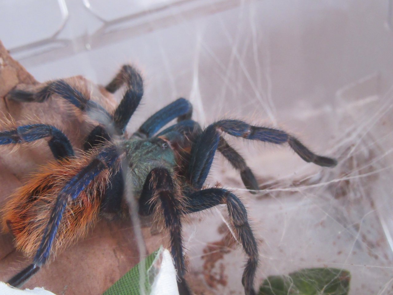 IM Chromatopelma cyaneopubescens