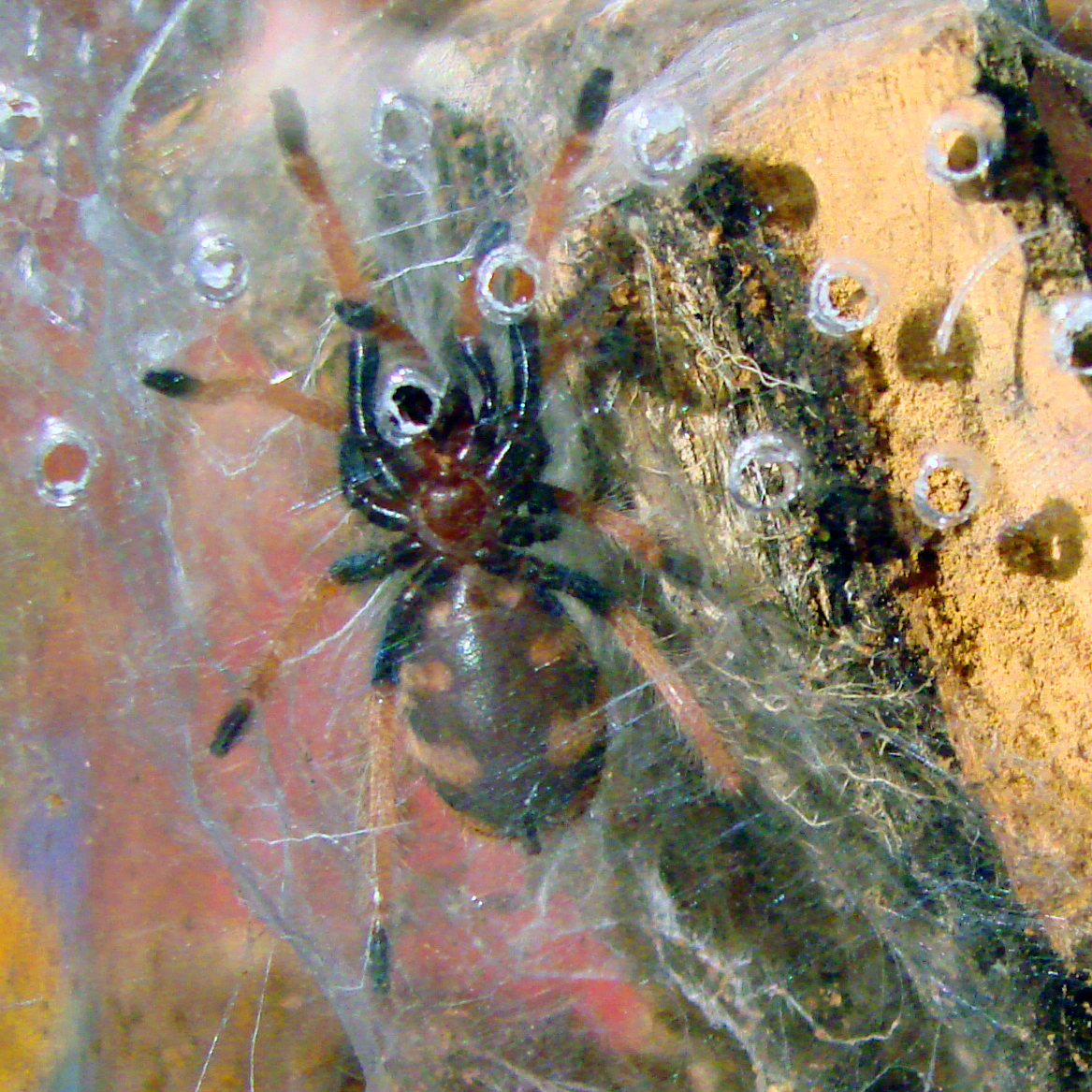 Immature GBB 1 - Boy or Girl