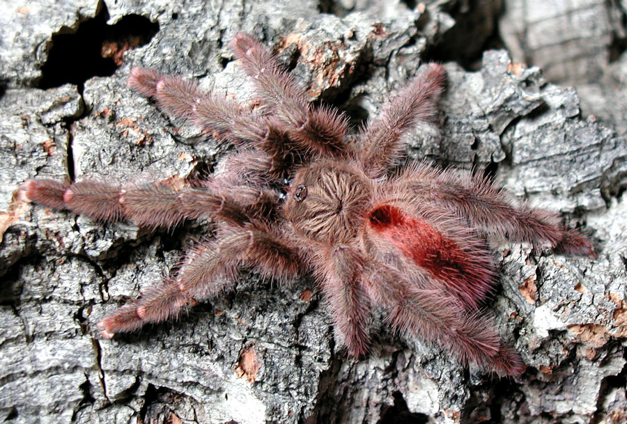 Iridopelma hirsutum "Recife locale"