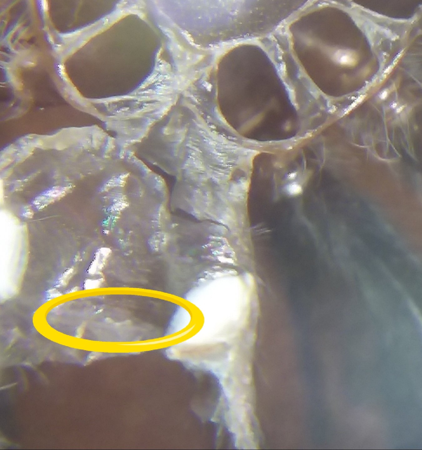 Is It A Tiny Girl? (Circled)