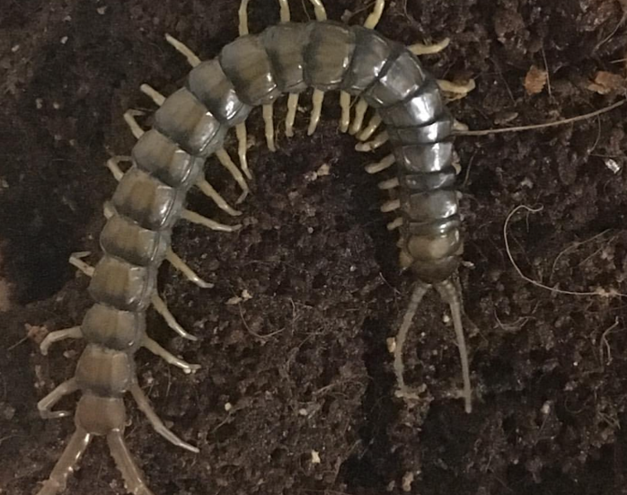 Is my Tiger Centipede is having issues with molting?