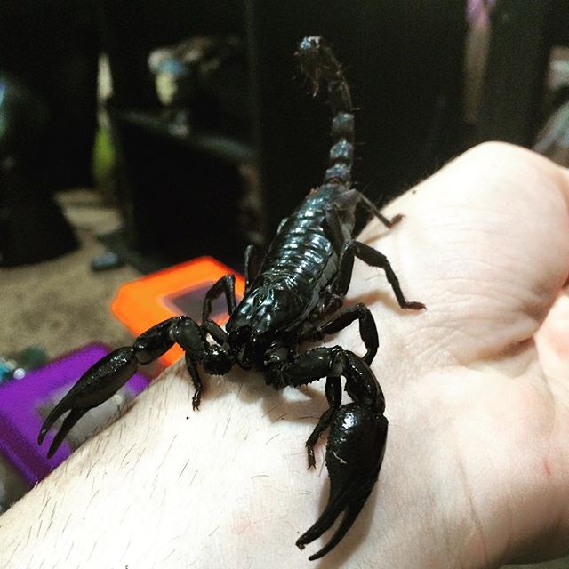 Is This an Emperor or Asian Forest Scorpion? Please Help!