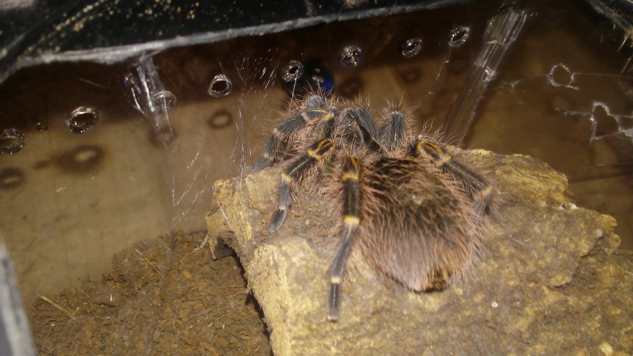 Is this G. Pulchripes in premolt