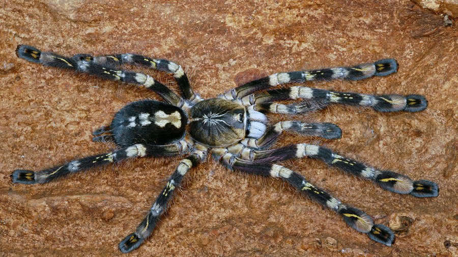 Ivory-ornamental-poecilotheria-subfusca