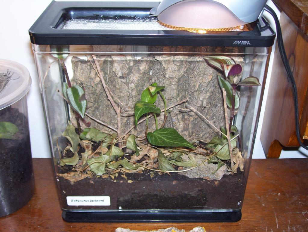 Jeuvenile Babycurus Jacksoni Enclosure.