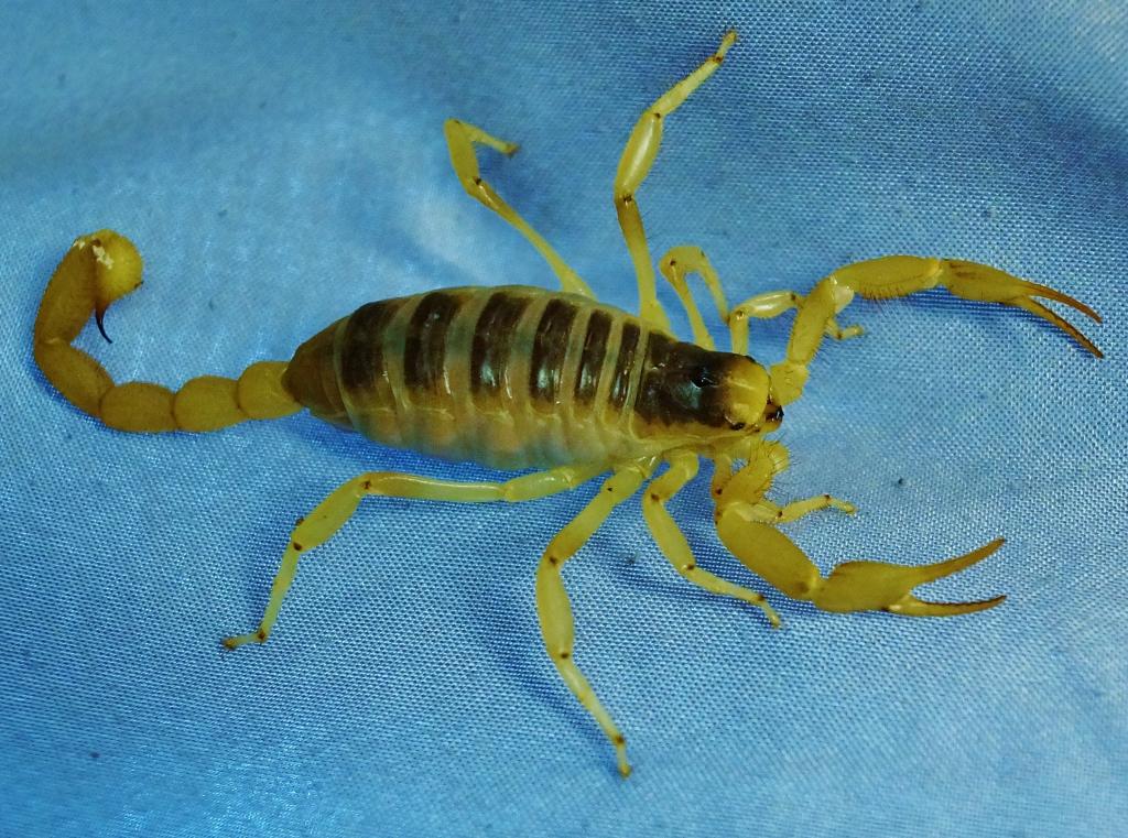 Jovi - H. arizonensis