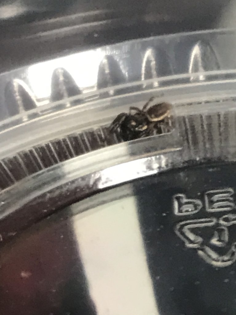 Jumping Spider ID Request #1