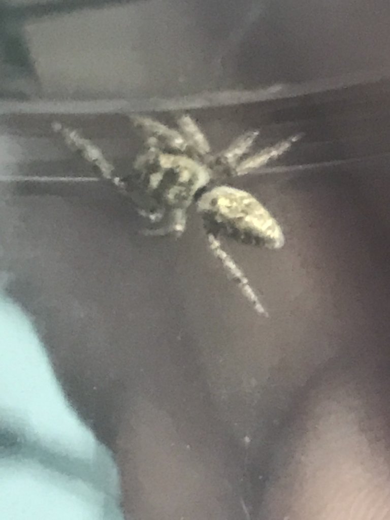 Jumping Spider ID Request #2