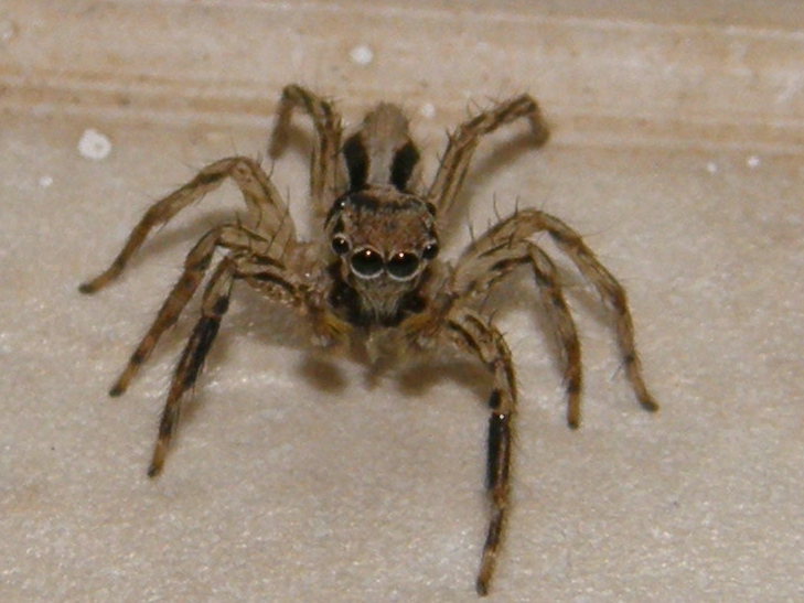 Jumping Spider