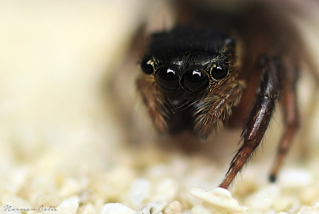 Jumping Spider