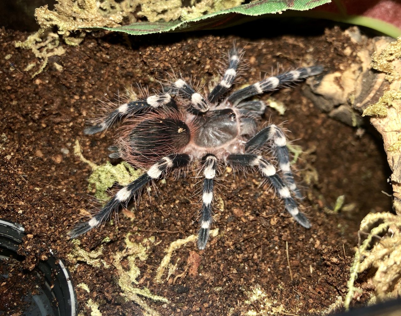 Juvenile A. Geniculata new molt