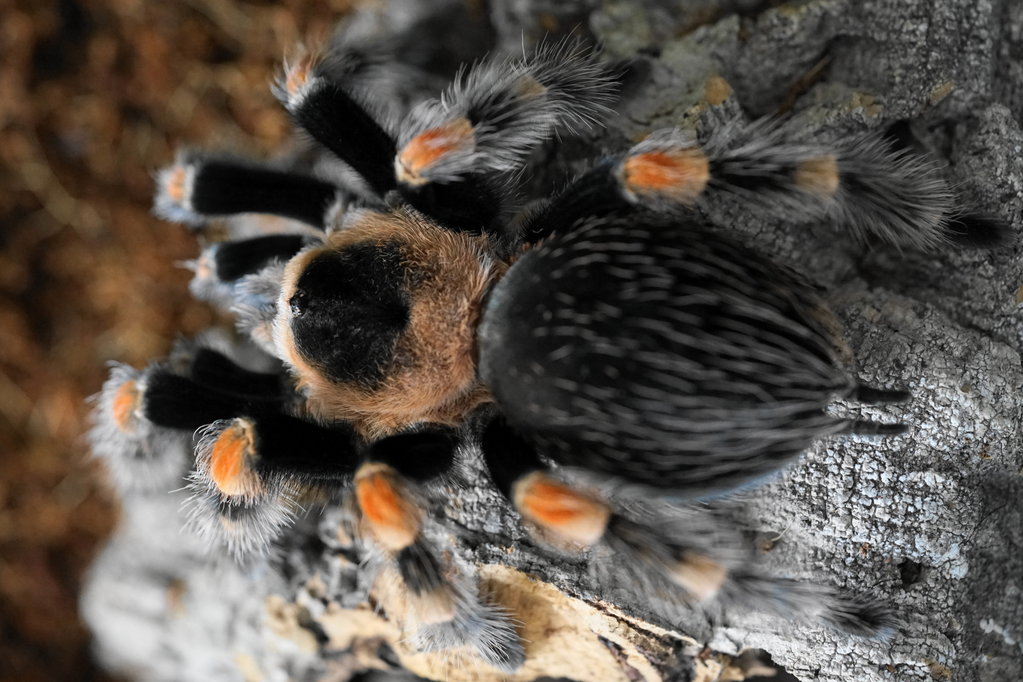 Juvenile B.Smithi