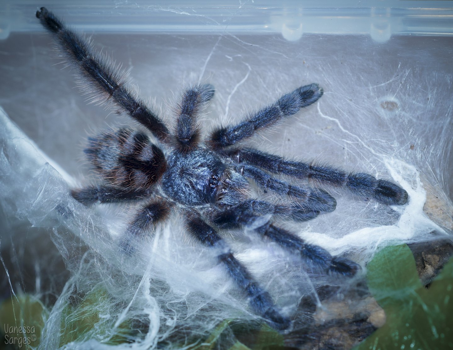 Juvenile Caribena versicolor