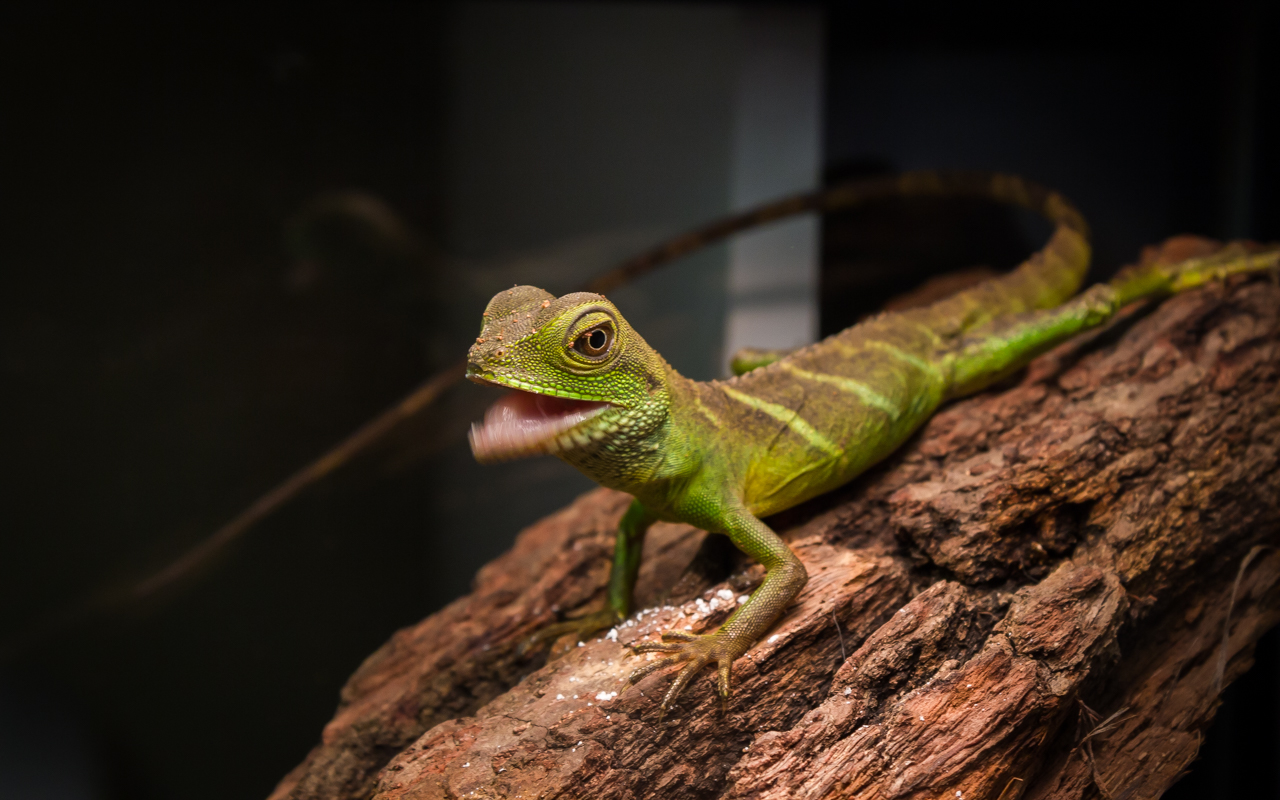 Juvenile Chinese Water Dragon