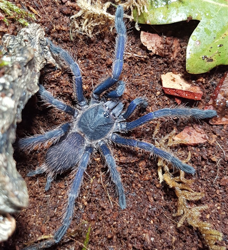 Juvenile female Chilobrachys Dyscolus