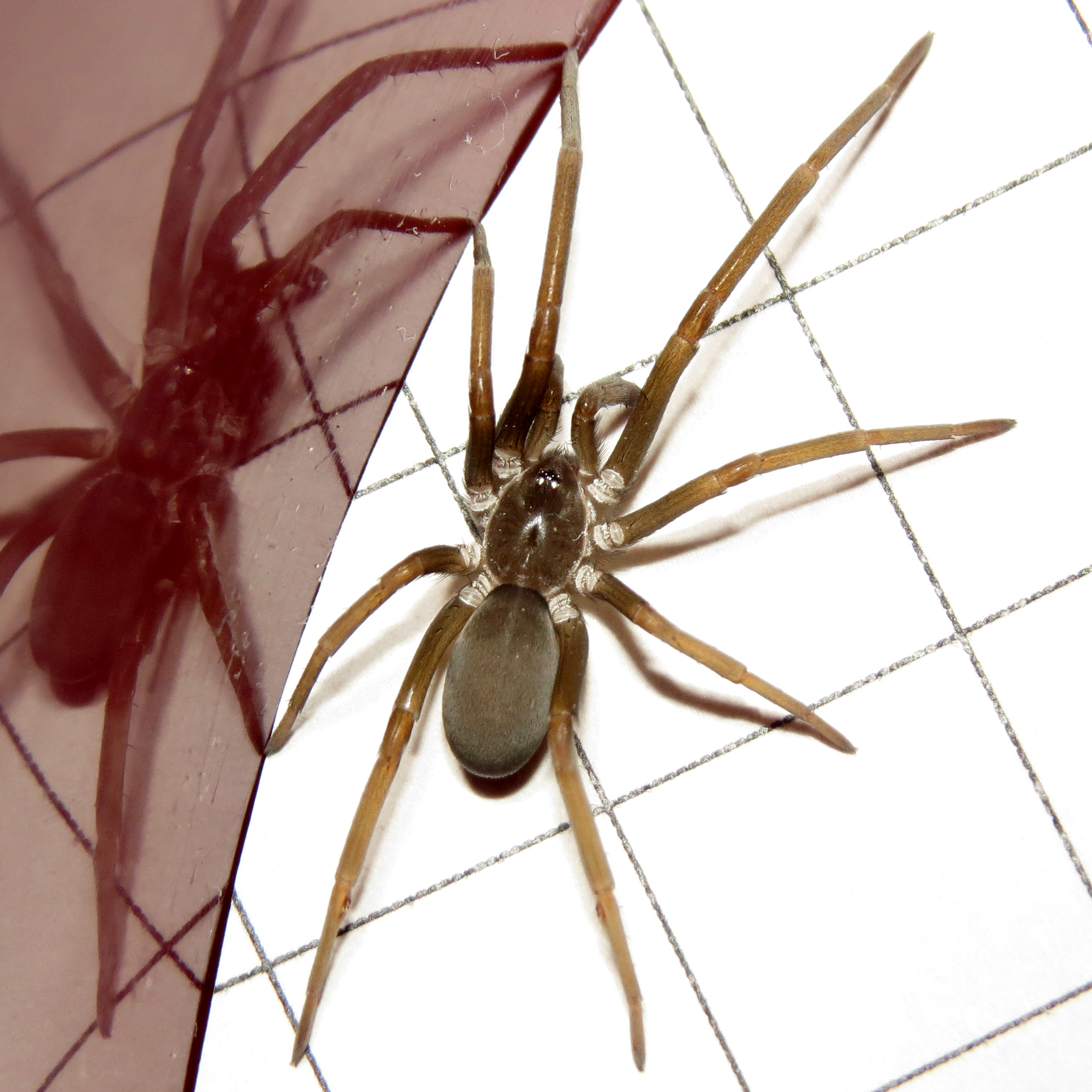 Juvenile Kukulcania hibernalis (8.4 mm) [1/2]