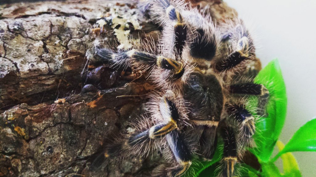 Juvenile Male G. pulchripes