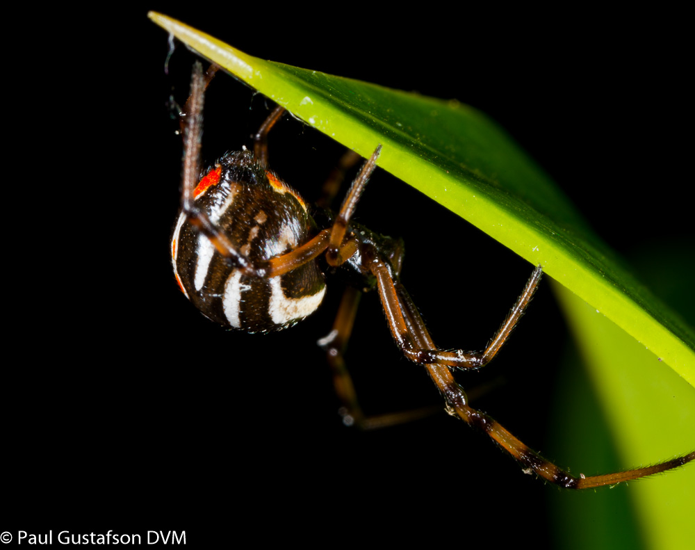 Juvenile Southern Black Widow