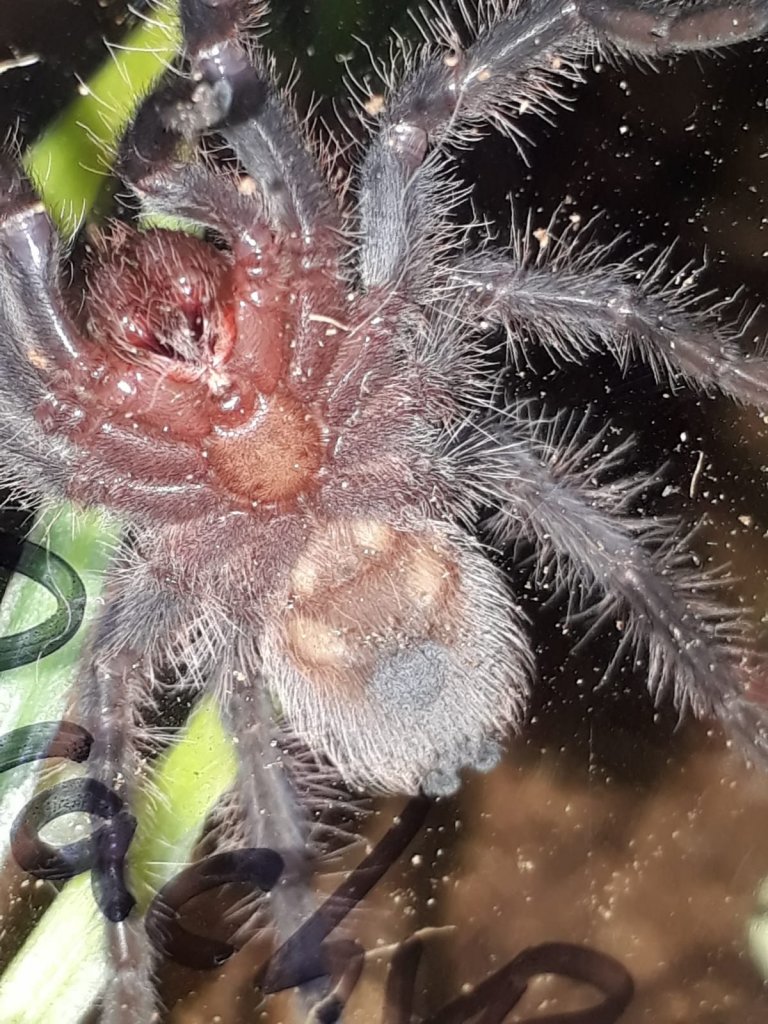 Juvie B Albopilosum pls help.