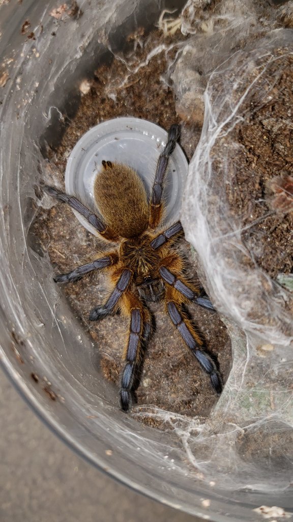 Juvie H. pulchripes