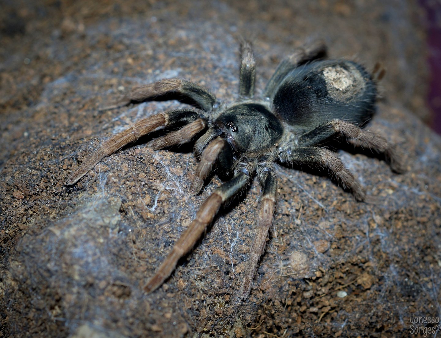 Kochiana brunnipes Adult Female