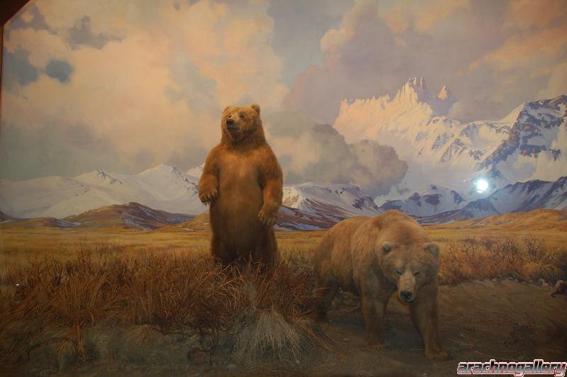 Kodiak bear diorama