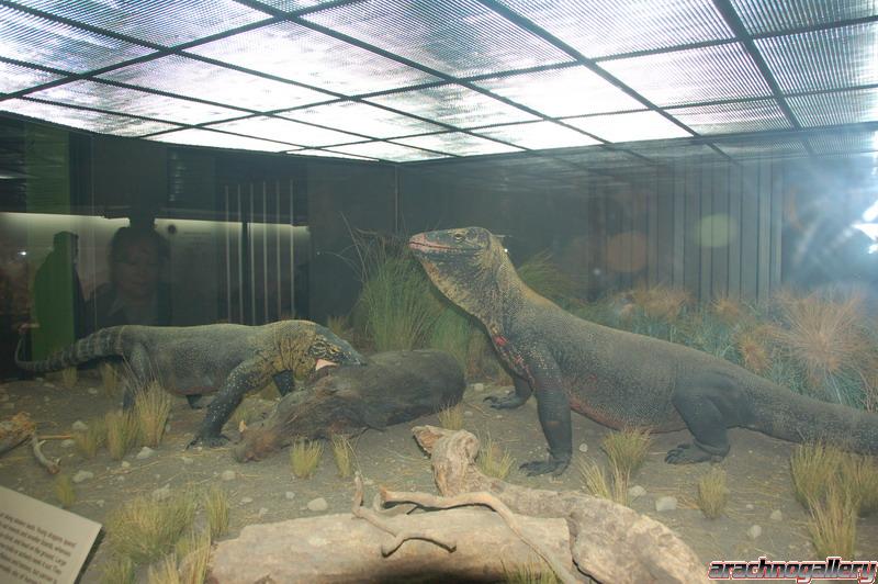 Komodo dragon diorama