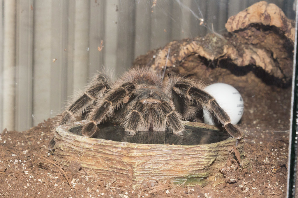 L. difficilis drinking from her water dish