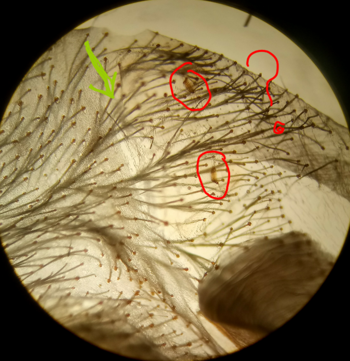 L. nigerrimum  28mm DLS