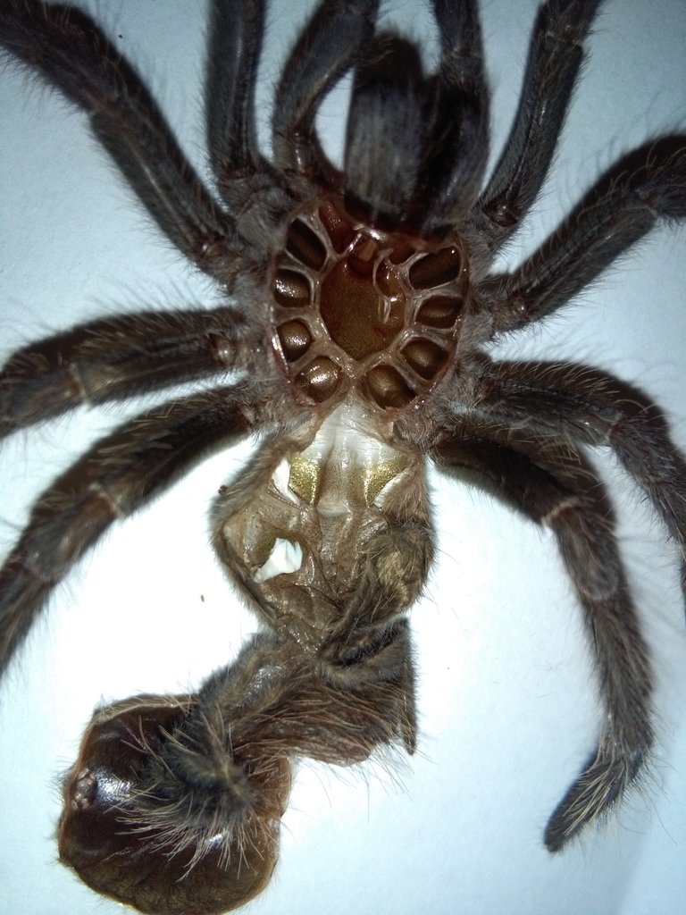 L. parahybana 2 in