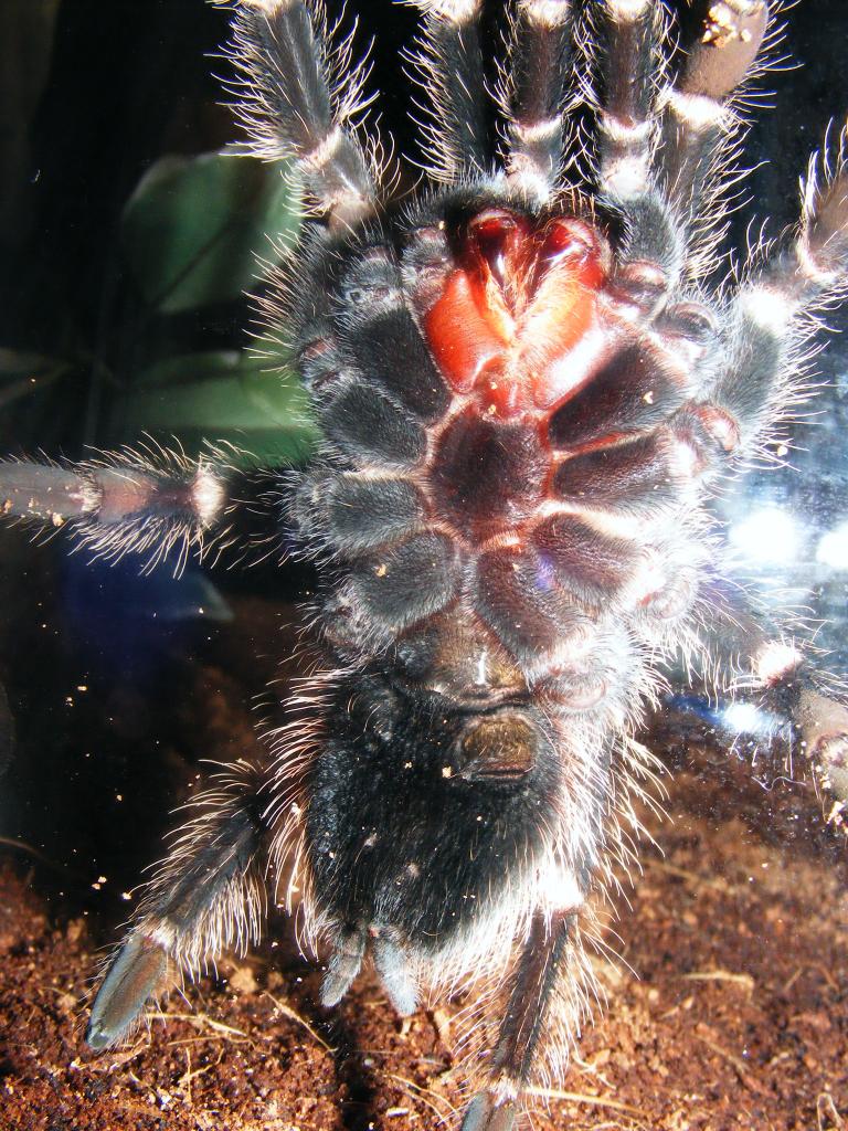 L. Parahybana male or female?