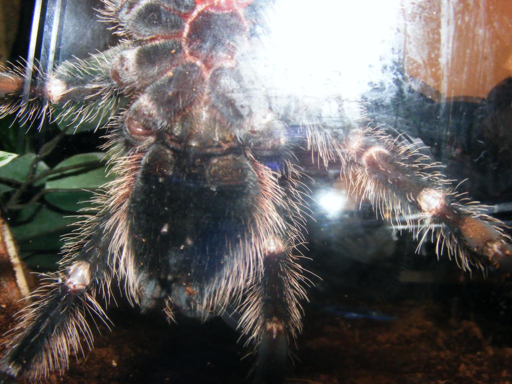 L. Parahybana male or female?