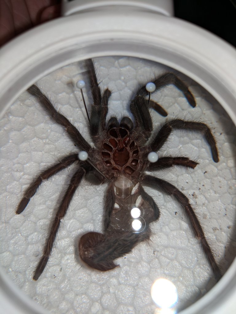 L. parahybana molt