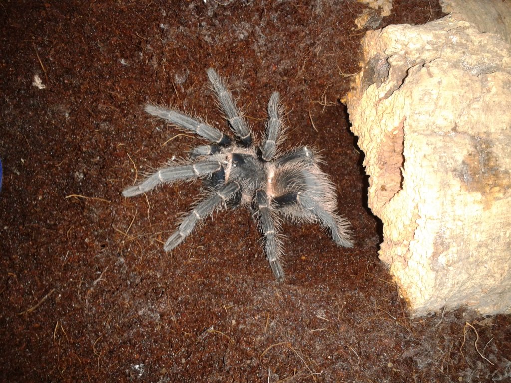 L. parahybana? specimen two