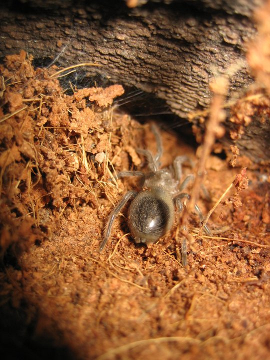 L.parahybana