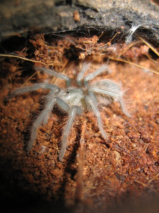 L.parahybana