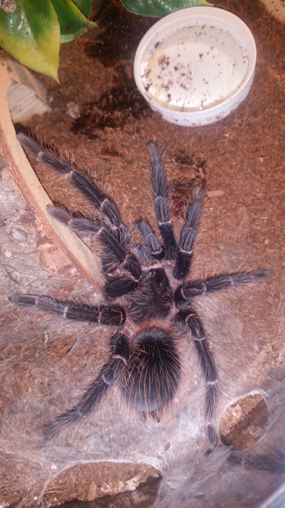 L. parahybana